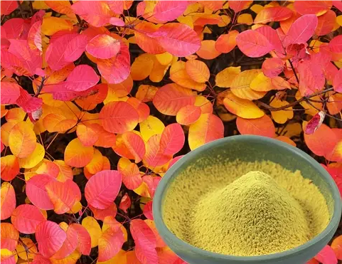 Fisetin powder