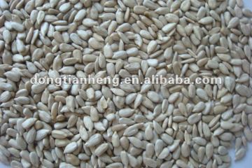 sunflower seeds kernel