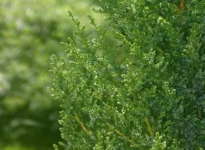 Cypress Essential Oil 10ml