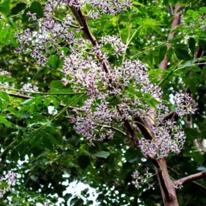 Organic Neem leaf powder Neem leaf extract Azadirachtin