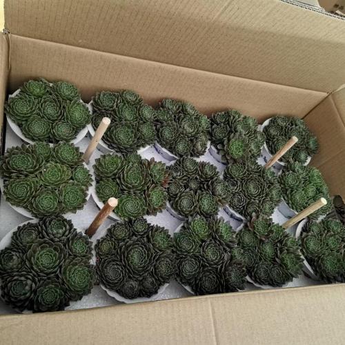 Sempervivum Living Plants 공장