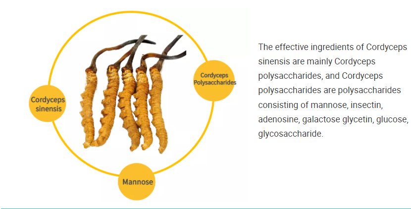 Cordyceps Extract