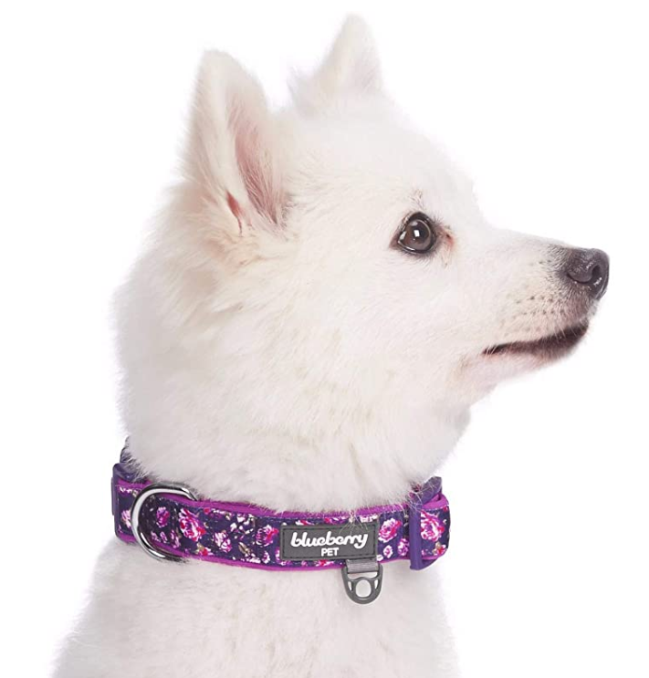 Padded Pet Collars