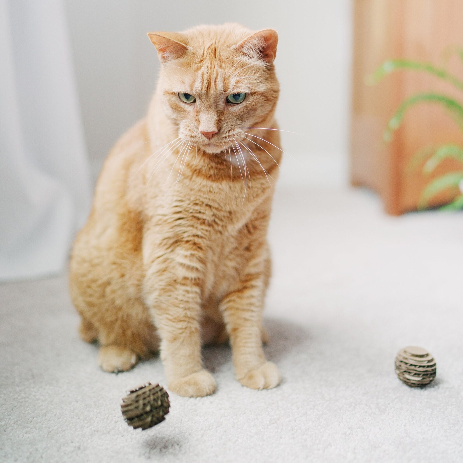 cat scratching post with balls