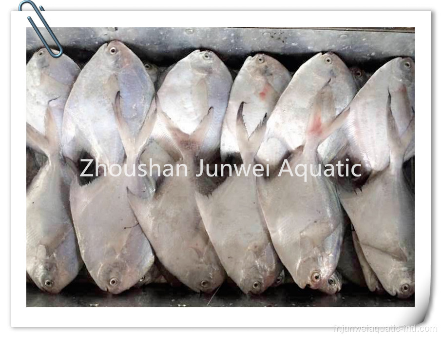 pomfret congelé de bonne qualité pour le marché