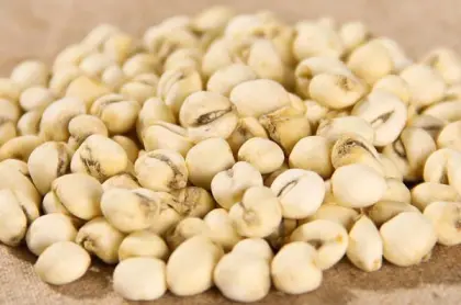 Fritillaria ussuriensis Maxim .