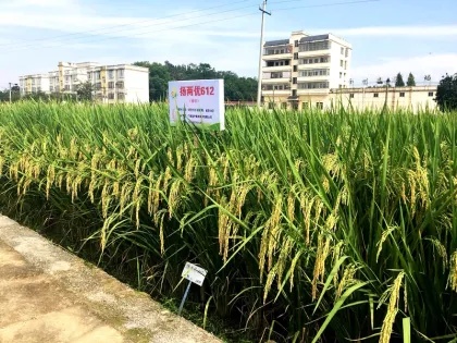 High Quality Research Paddy Seeds