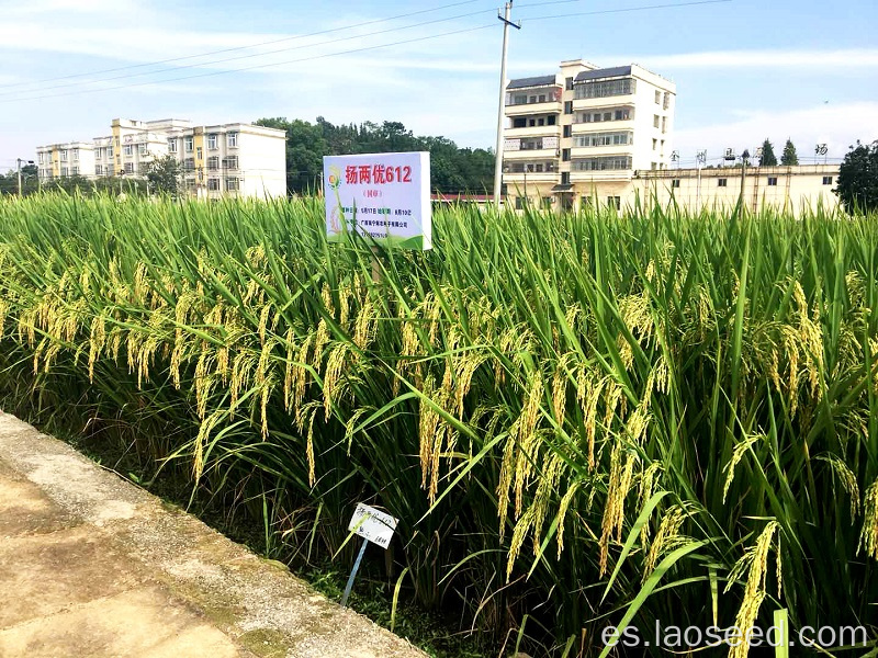 Variedades de arroz híbridas de dos líneas de alta calidad de dos líneas