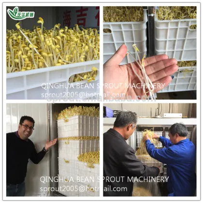 Bean Sprouts Machine mung bean soya bean