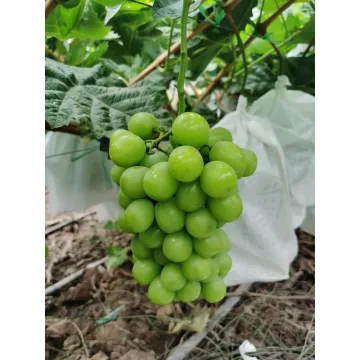 Tropical Flavor High Sugar Shine Muscat