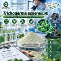 Trichoderma asperellum Microbial Powder لإدارة التربة والجذور