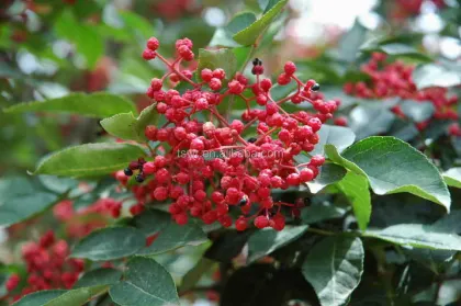 Chinese prickly ash/sichuan pepper