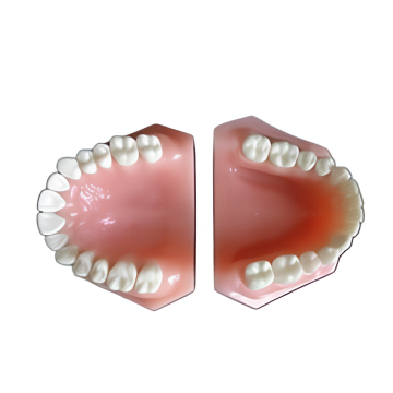 Conjunto de dentes de adulto (região do corpo)