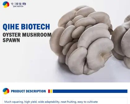 Fresh   cultivated oyster mushroom plugs