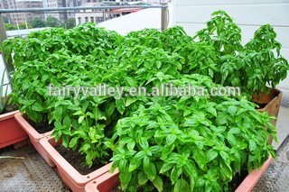Flower Seeds High Quality Basil seeds For Growing