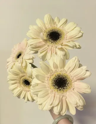 Standard chrysanthemum Yujing Gerbare