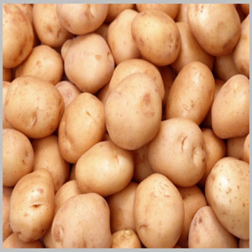 Fresh Potato From China with High Quality