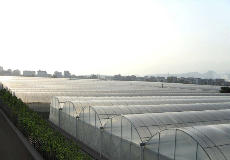 Agriculture MultiSpan Plastic Film Greenhouses China Manufacturers