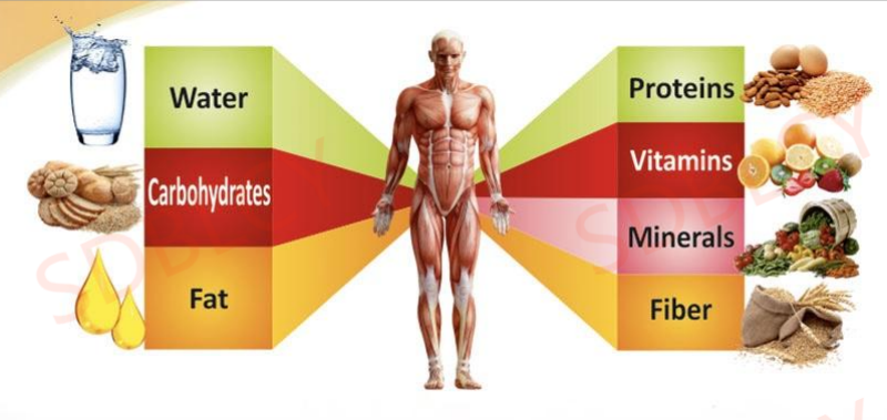 7 Nutrients Fiber Png