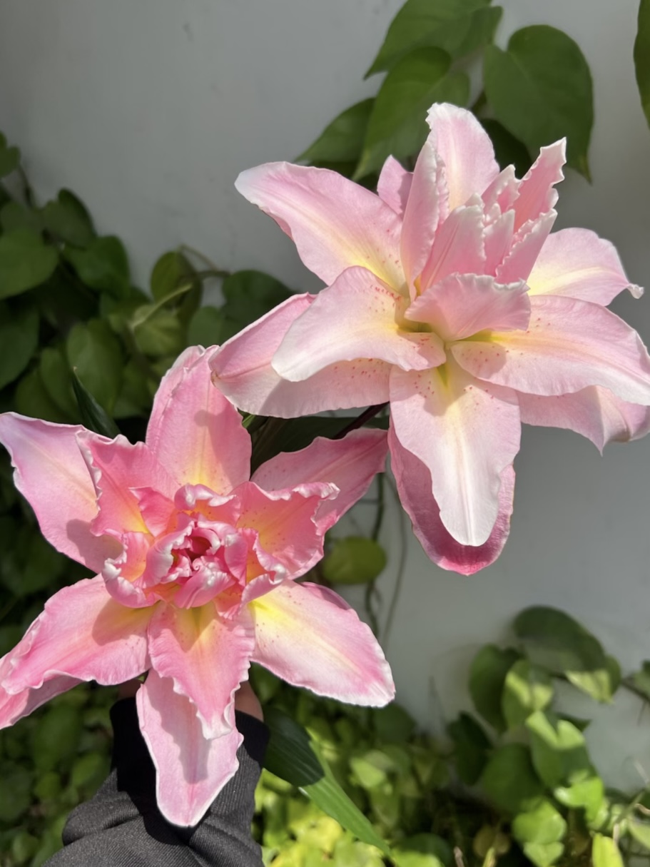 Lucky Eros Double Lily1