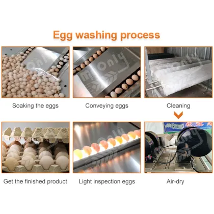 Industrial Chicken Egg Clean Machine: Salted Duck Egg Wash Machine for Sale