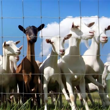 square Knot Woven Wire Fence Fabric