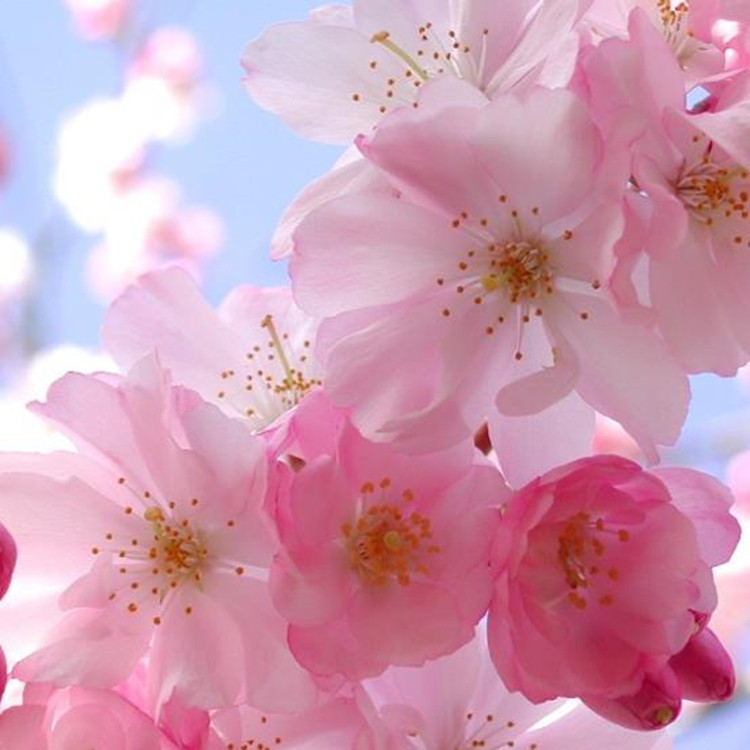Grado cosmético del aceite esencial de la flor de cerezo