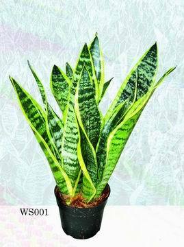 Sansevieria trifasciata 'laurentii compacta'