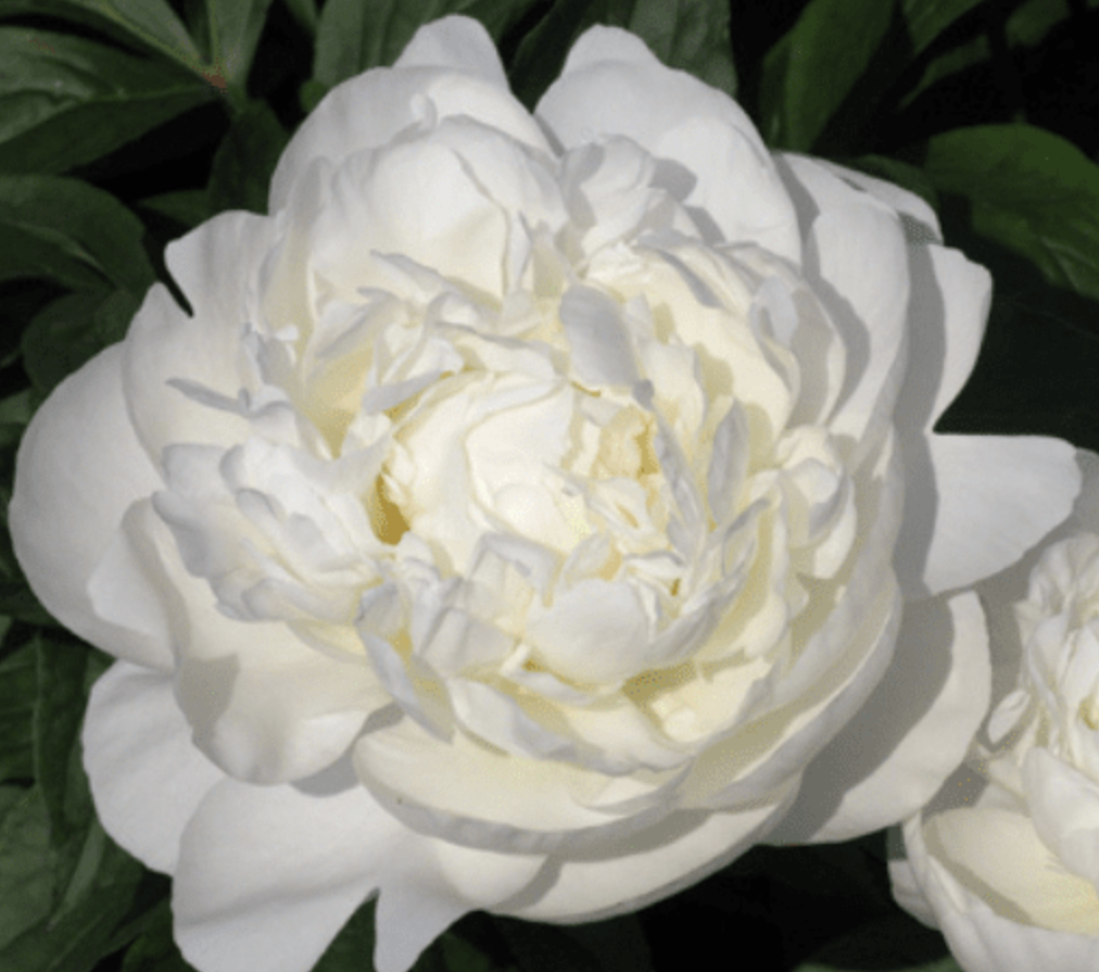Paeonia Lactiflora Extract Supplier