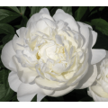 مورد مسحوق مستخلص Paeonia Lactiflora الطبيعي