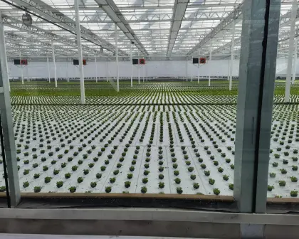 Seedling Raising Multi Type Agricultural Planting Greenhouse