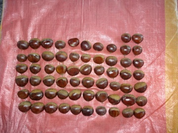 Chestnut New Crop 2019