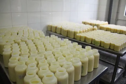 Bee milk organic natural fresh royal jelly for sale