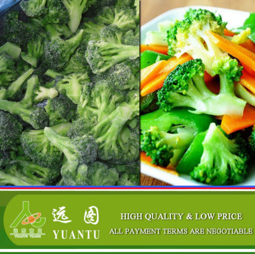 Frozen Broccoli/Frozen Broccoli Floret/Frozen Broccoli Exporter From China