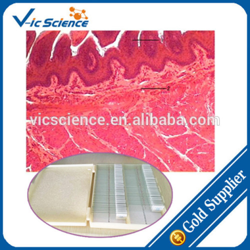 Human Tissue Slides/Human Histology Slides/Glass Slides