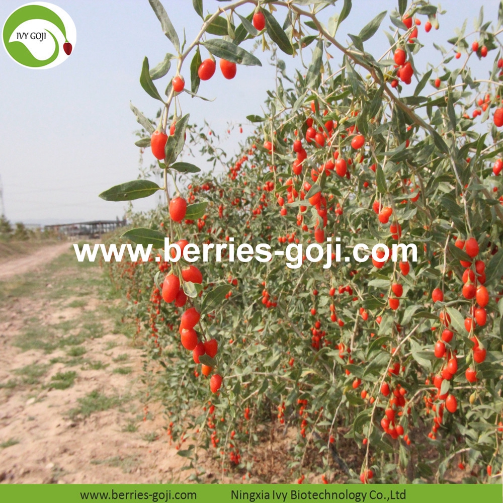 organic goji berry