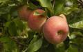 Nueva manzana competitiva competitiva de Qinguan de la cosecha de la exportación