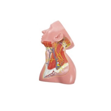 Darhmmy Natural grand modèle anatomique du nerf cervical superficiel pour la science médicale