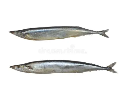 Canned Pacific Saury Fish Smoked In Oil