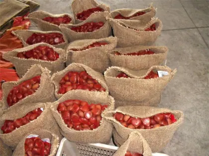 Harvest fresh chestnut from Dandong with good price