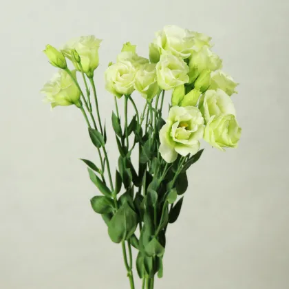 Yunnan Kunming Wholesale Fresh Cut Flowers: Eustoma for Florists & Wedding Decorations