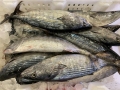 Auxis Frozen Thazard Skipjack intero bonito pesce bonito