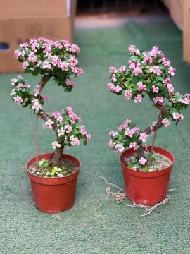 hot sale Pailulacaria afra