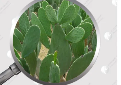 Cactus Plant Extract Cactus P.E. With Competitive Price