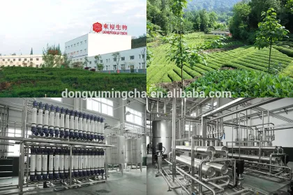 Dong brand Chinese organic tea/health tea