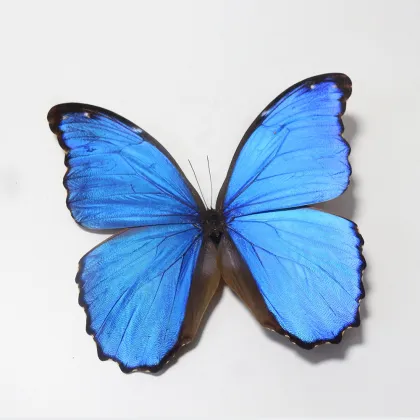 Rare Large Blue Morpho Butterfly Teaching Specimen - Real Butterfly