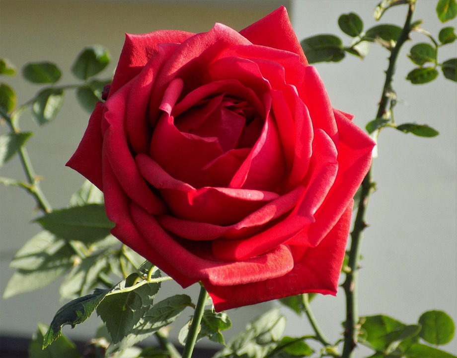 rose flower