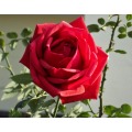 Rose Flower Extract Powder 10:1