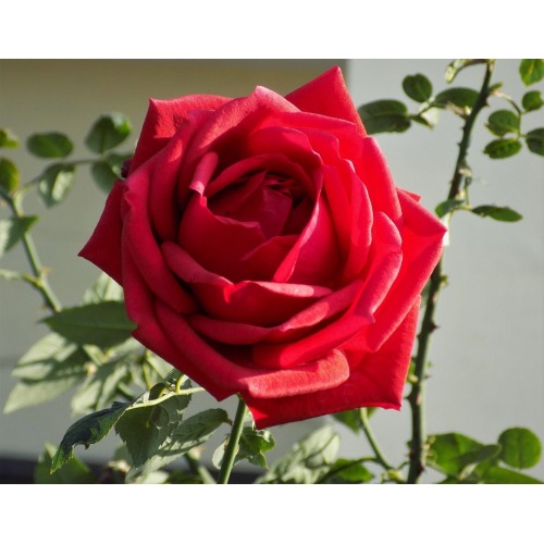 Rose Flower Extract Powder 10:1