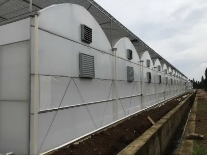 auto forever flowering greenhouse